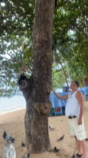 So viele Eichhörnchen 😳 #thailand #reisen #weltreise #auswandern #reisevlog #reisenmachtgl #reiseblogger #urlaub #reisetipps #geheimtipp #fernweh #reiselust #reiseziele #pattaya #jomtien