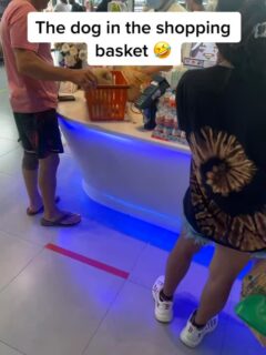 Der Hund im Einkaufskorb 🤣 #7eleven #hundeliebe #pattaya #thailand #auswandern #weltreise #reiseblogger