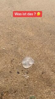 Was ist das 🤔 #meer #strand #urlaub #thailand #reisen #weltreise #auswandern #reisevlog #reisenmachtgl #reiseblogger #urlaub #reisetipps #geheimtipp #fernweh #reiselust #reiseziele #abenteuer