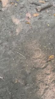 Was für fette Feuer Ameisen 😯 #kolumbien #reisen #weltreise #auswandern #südamerika #reisevlog #reisenmachtgl #reiseblogger #urlaub #reisetipps #geheimtipp #fernweh #reiselust #reiseziele #abenteuer