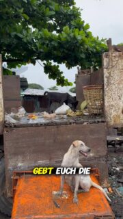 Sie haben Hunger 🥹 #myanmar #reisen #weltreise #auswandern #reisevlog #reisenmachtgl #reiseblogger #urlaub #reisetipps #geheimtipp #fernweh #reiselust #reiseziele #abenteuer