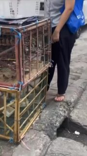 Haufenweise Singvögel in Indonesien😯.
#auswandern #frankysodyssey #Indonesien #Jakarta