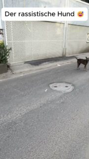 😂 DER RASSISTISCHE HUND?! 🇮🇳
Ich war in Chennai unterwegs und plötzlich fing dieser Hund an, ausgerechnet mich anzubellen. 😅
Das Lustige: Die Inder direkt neben mir haben ihn überhaupt nicht interessiert. Aber kaum kam der weiße Tourist vorbei, war plötzlich Alarm. 😂
Natürlich war der Hund nicht wirklich „rassistisch“, aber in dem Moment sah es schon verdächtig danach aus.
Zufall oder hatte der Hund einfach etwas gegen Touristen? 👀👇
#Indien #Chennai #Reisen #Hund #Reiseabenteuer