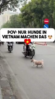 POV: Nur Hunde in Vietnam machen das 🐶🇻🇳